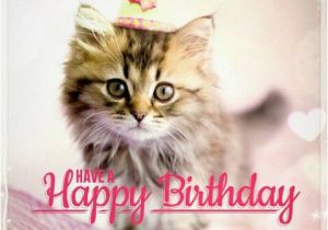 Cat Birthday E Card Best Happy Birthday Cat Meme