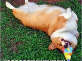 Corgi Birthday Meme Its Birthday Party Time Corgi Style Weenies Corgis