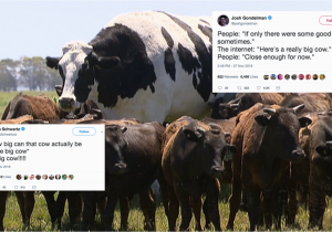 Cow Birthday Meme Cow Funny Birthday Memes Www topsimages Com