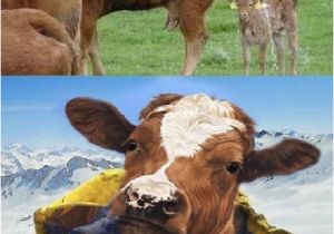 Cow Birthday Meme Cow Memes Best Collection Of Funny Cow Pictures