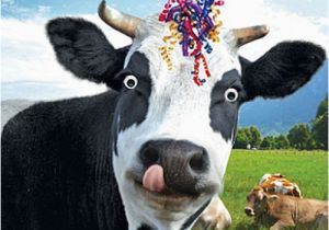 Cow Birthday Meme Details About Funny Cow Streamers Birthday Card Happy