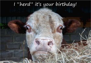 Cow Birthday Meme Funny Birthday Card I Quot Herd Quot It 39 S Your Birthday Card