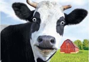 Cow Birthday Meme Gogglies 3d Moving Eyes Funny Cow Moo Ving House Card 1stp