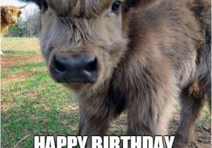 Cow Birthday Meme Happy Birthday Cow Meme Best Happy Birthday Wishes
