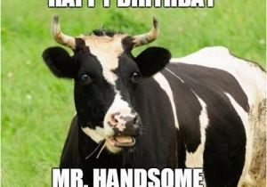 Cow Birthday Meme Happy Birthday Husband Memes Wishesgreeting