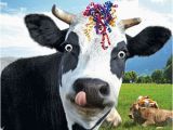 Cow Happy Birthday Meme Funny Cow Streamers Birthday Card Happy Birthday to Moo