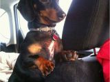 Dachshund Birthday Meme 25 Best Dachshund Quotes On Pinterest Dog Best Friend