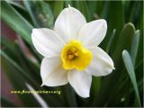 Daffodil Birthday Flowers Best 25 March Birth Flowers Ideas On Pinterest Month