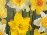 Daffodil Birthday Flowers Flower Of the Month the Flower Spot 39 S Blog