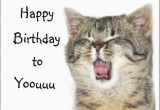 Funny Birthday Cards with Cats 41 Best Funny Birthday Wishes for Birthday Boy Girl Aunt