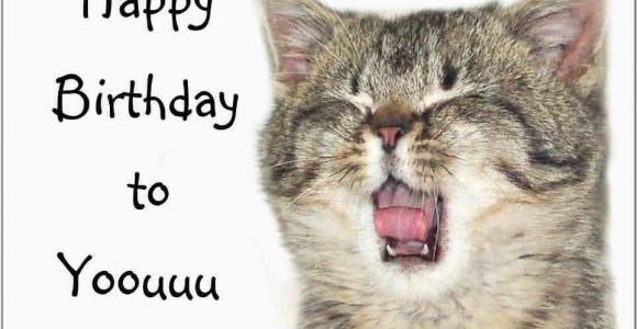 Funny Birthday Cards with Cats 41 Best Funny Birthday Wishes for Birthday Boy Girl Aunt