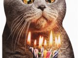 Funny Birthday Cards with Cats Cat Flaming Shot Oversized Funny Birthday Card