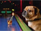 Funny Birthday Cards with Dogs Dog at Bar with Shot Glass Funny Birthday Card Greeting