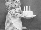 Funny Black Birthday Meme 100 Best Happy Birthday Cat Memes Images