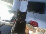 Funny Black Birthday Meme Funny Cat Memes Best Cute Kitten Meme and Pictures