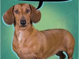 Funny Dachshund Birthday Cards Dachshund Cards Funny Cards Free Postage Included