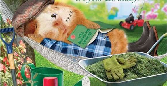 Funny Gardening Birthday Cards Garden Hammock Funny Birthday Card afternoon Snooze Guinea