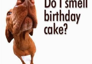 Funny Happy Birthday Pics and Quotes Funny Birthday Sayings