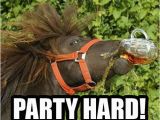 Funny Horse Birthday Memes 15 Very Funny Horse Pictures