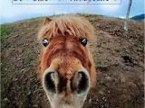 Funny Horse Birthday Memes Best 25 Happy Birthday Meme Ideas On Pinterest Funny