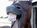 Funny Horse Birthday Memes Funny Horse Face Imgflip