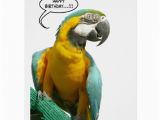 Funny Talking Birthday Cards Funny Talking Parrot Birthday Big Greeting Card Zazzle
