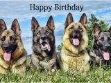 German Shepherd Birthday Cards Happy Birthday Wishes with German Shepherd