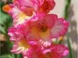 Gladiolus Birthday Flowers 17 Best Ideas About August Birth Flowers On Pinterest