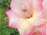 Gladiolus Birthday Flowers 17 Best Images About August Flower Tattoo On Pinterest