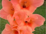 Gladiolus Birthday Flowers 17 Best Images About Gladiolus August Birth Flower On