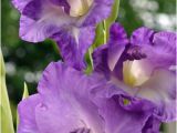 Gladiolus Birthday Flowers Blooming In Buffalo area Gardens now Gladiolus is Flower