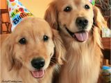 Golden Retriever Birthday Memes 10 Best Images About Golden Retrievers In Costume On