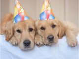 Golden Retriever Birthday Memes 1000 Ideas About Happy Birthday Dog On Pinterest Happy