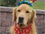 Golden Retriever Birthday Memes Best 25 Happy Birthday Puppy Ideas On Pinterest Happy