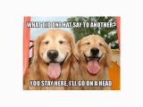 Golden Retriever Birthday Memes Funny Golden Retriever Hat Joke Meme Postcard Zazzle Com
