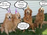Golden Retriever Birthday Memes Golden Retriever Birthday About Animals