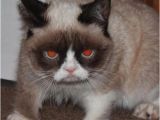 Grumpy Cat Birthday Meme Generator Grumpy Cat Red Eyes Imgflip