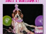 Happy Birthday Cards Dog Lovers Birthday Cards for Dog Lovers