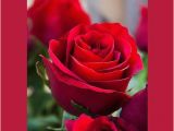Happy Birthday Cards with Roses Happy Birthday Greeting Card with Red Rose Greeting