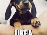 Happy Birthday Meme Dachshund 42 Best Dachshunds Images On Pinterest Dachshund Dog