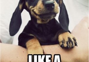 Happy Birthday Meme Dachshund 42 Best Dachshunds Images On Pinterest Dachshund Dog