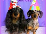 Happy Birthday Meme Dachshund 525 Best Images About Dachshunds Birthday Greetings