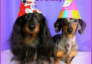 Happy Birthday Meme Dachshund 525 Best Images About Dachshunds Birthday Greetings