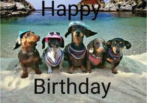 Happy Birthday Meme Dachshund Best 25 Funny Birthday Card Messages Ideas On Pinterest