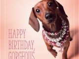 Happy Birthday Meme Dachshund Dachshund Happy Birthday Pinteres