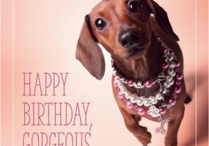 Happy Birthday Meme Dachshund Dachshund Happy Birthday Pinteres