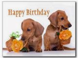 Happy Birthday Meme Dachshund Debbie913 the Stephenking Com Message Board