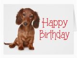 Happy Birthday Meme Dachshund Happy Birthday Dachshund Puppy Dog Card Zazzle