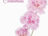 January Birthday Flowers January Birth Flower Carnations