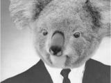 Koala Birthday Meme 19 Funniest Koala Meme that Make You Laugh Memesboy